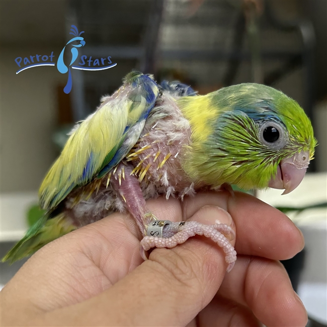 Parrotlet - Green Pied - Male