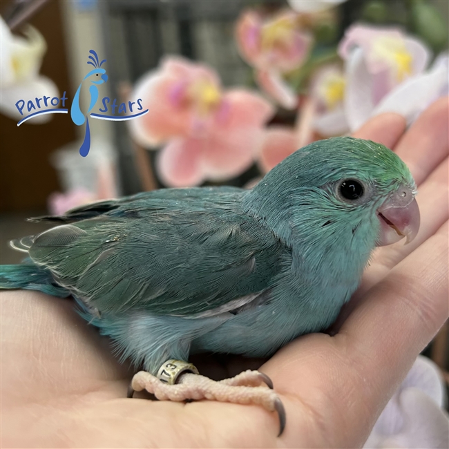 Parrotlet - Turquoise - Female