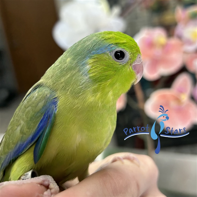 Parrotlet - Green Pied - Male