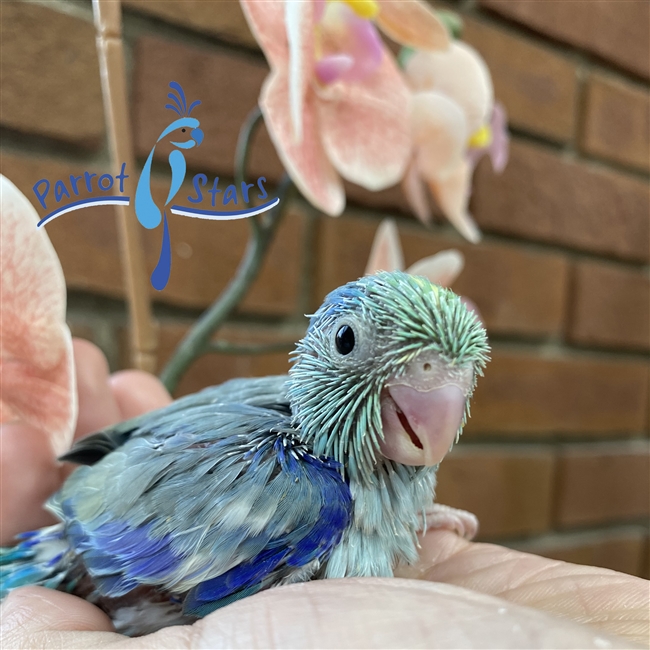 Parrotlet - Turquoise Pied - Male