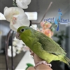 Parrotlet - Green - Female