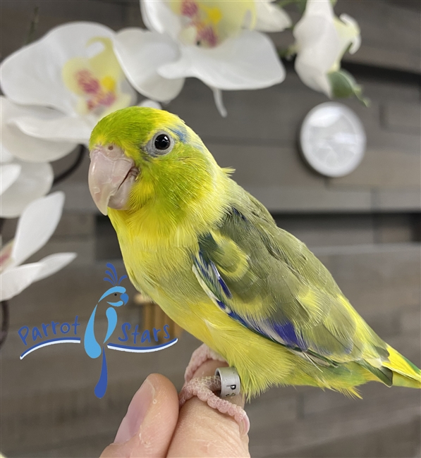 Parrotlet - Green Pied - Male