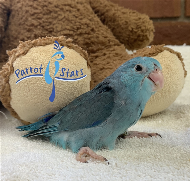 Parrotlet - Blue - Male