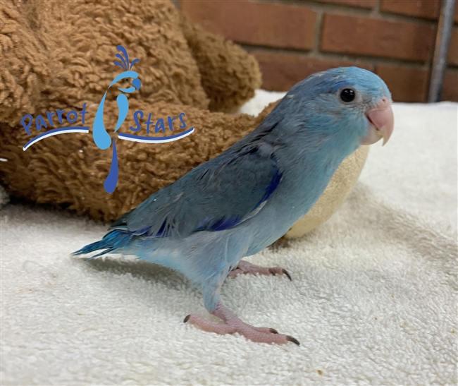 Parrotlet - Blue - Male