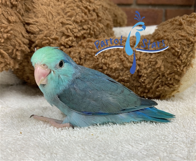 Parrotlet- Turquoise- Male
