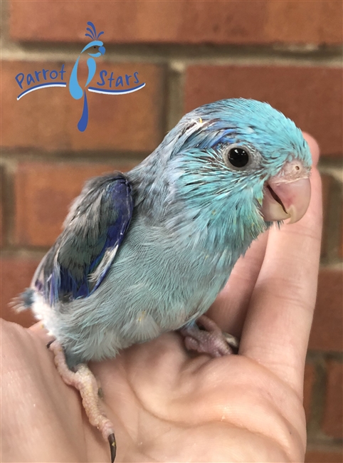 Parrotlet - Blue - Male