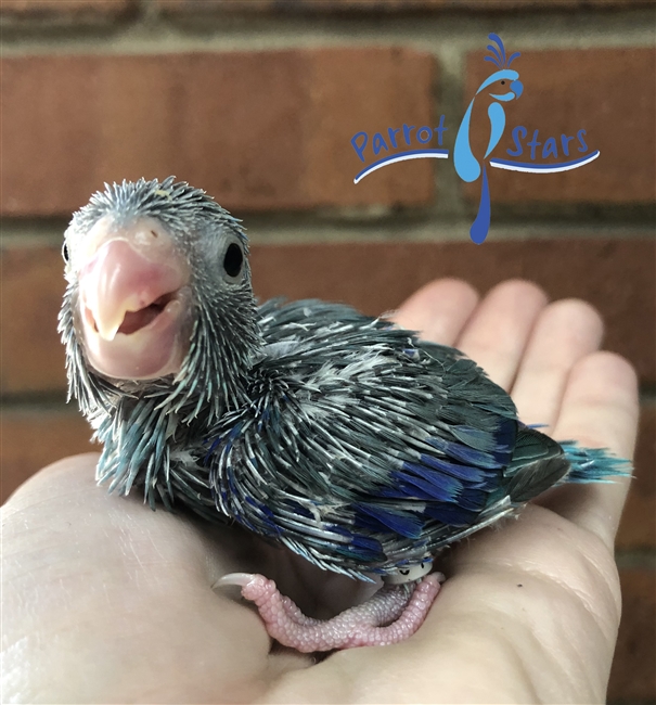 Parrotlet - Blue - Male