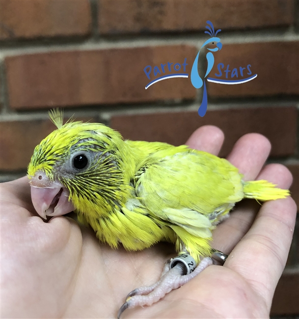 Parrotlet - Yellow - Female