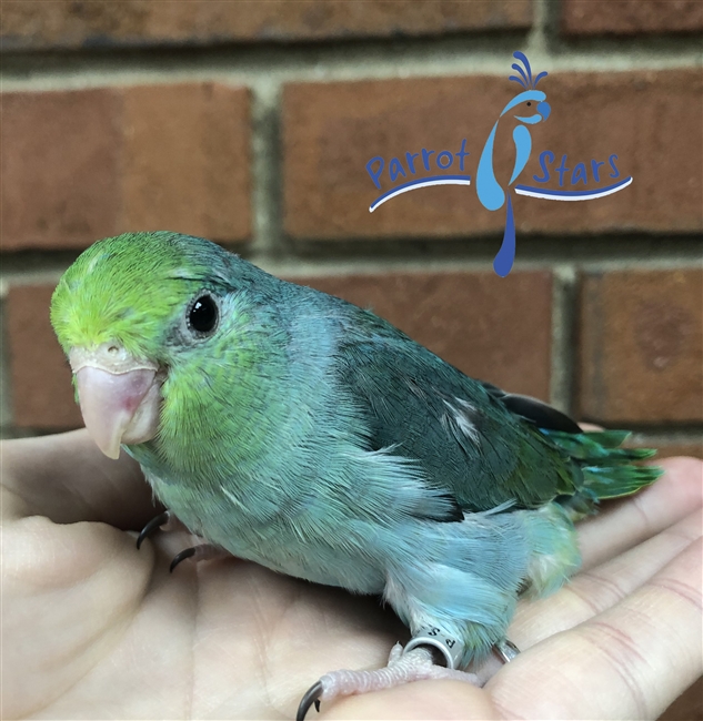 Parrotlet - Turquoise - Female