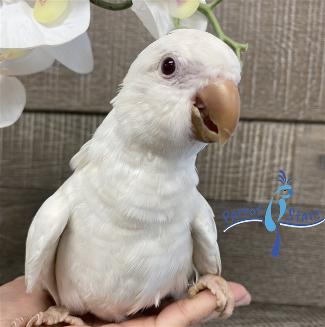 Quaker - Albino - Male