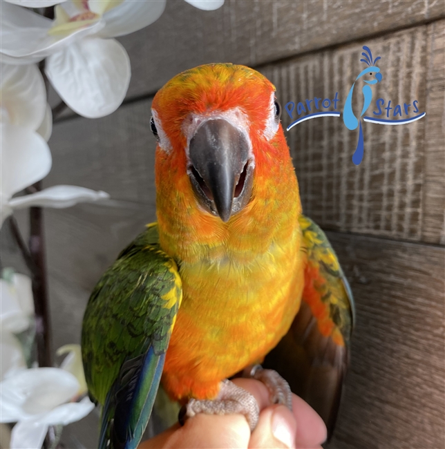 Sun Conure - Male