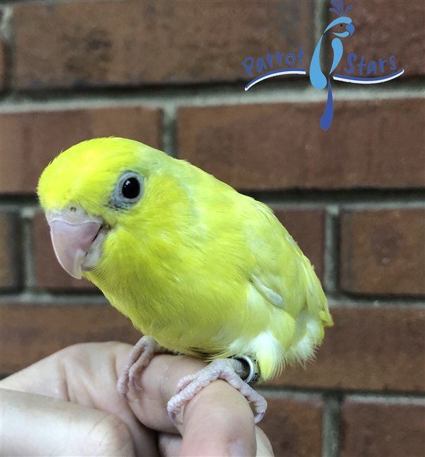 Parrotlet - Yellow - Female