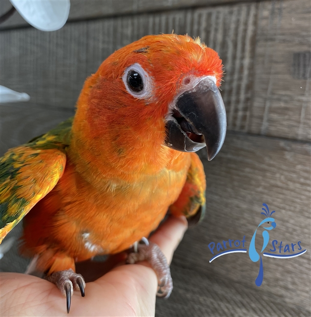 Red Factor Sun Conure - Female