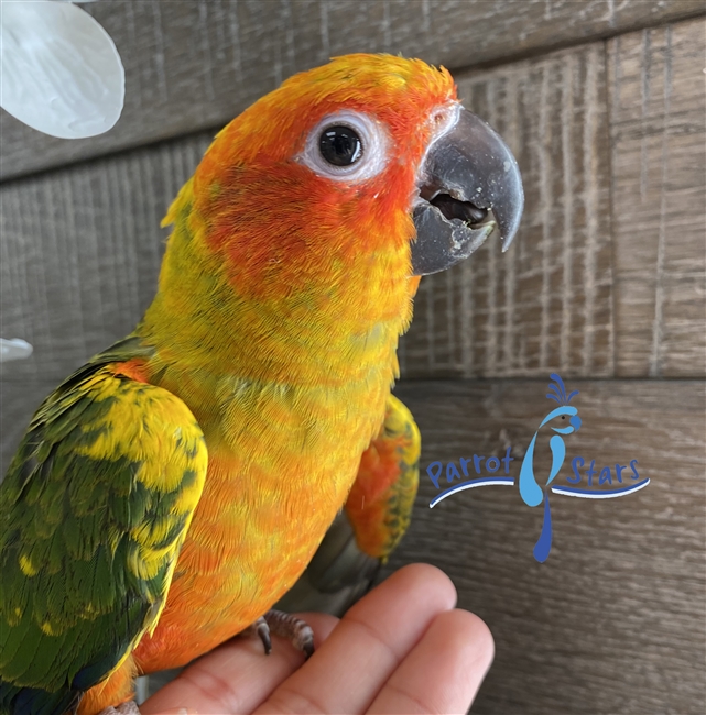 Sun Conure - Female