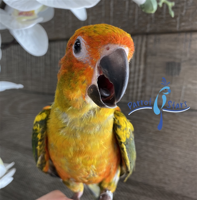 Sun Conure - Male