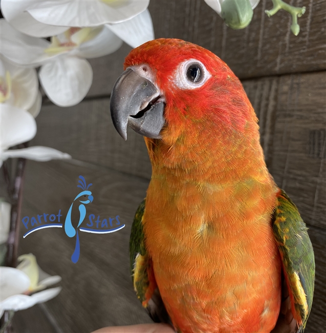 Red Factor Sun Conure - Female