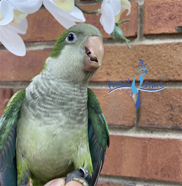 Quaker - Green - Female