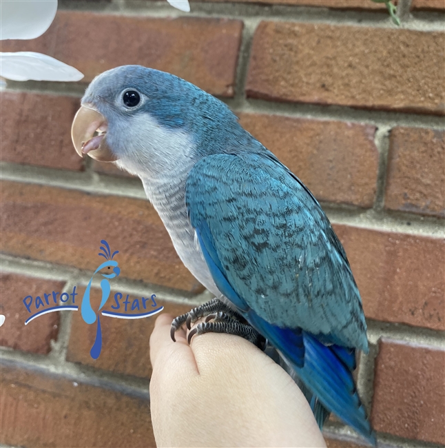 Quaker - Blue - Female