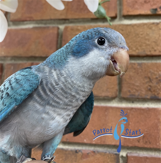 Quaker - Blue - Female