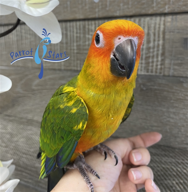 Sun Conure - Female