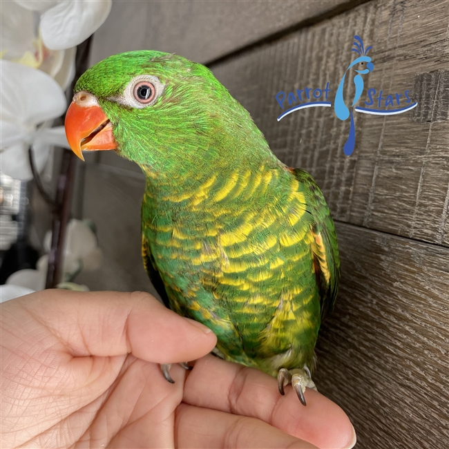 Scaly-Breasted Lorikeet - Female