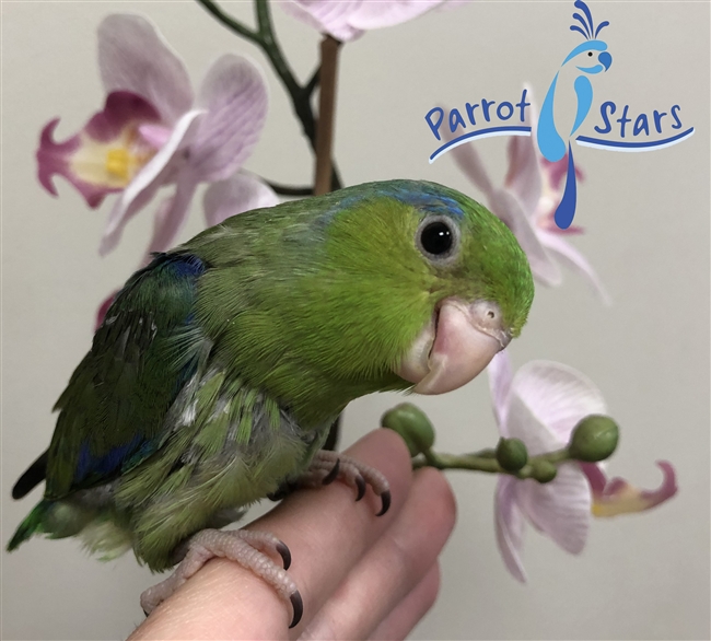 Parrotlet - Green - Male