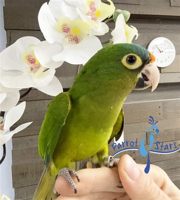 Halfmoon Conure- Female