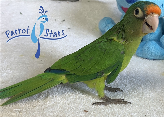 Halfmoon Conure- Female