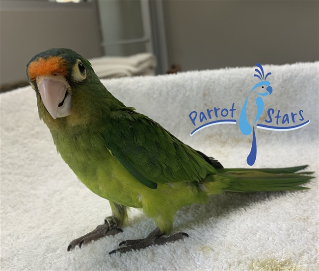 Halfmoon Conure- Female