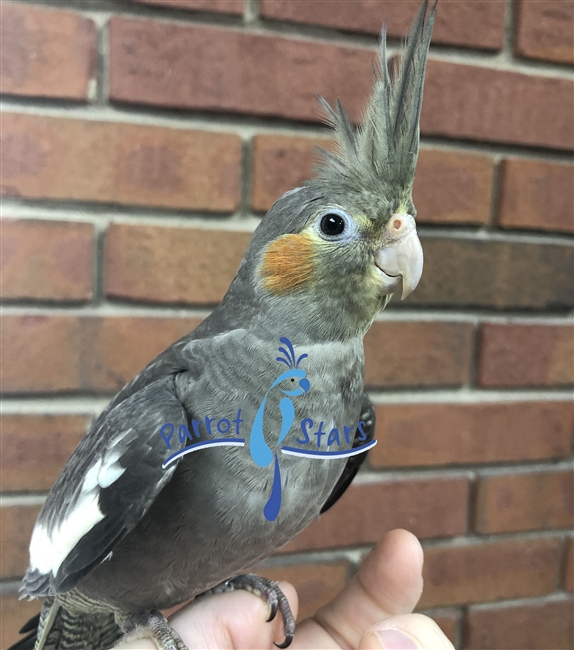 Cockatiel - Grey - Female