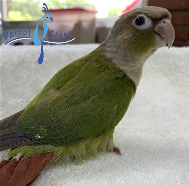 Green Cheek Conure - Male- Cinnamon