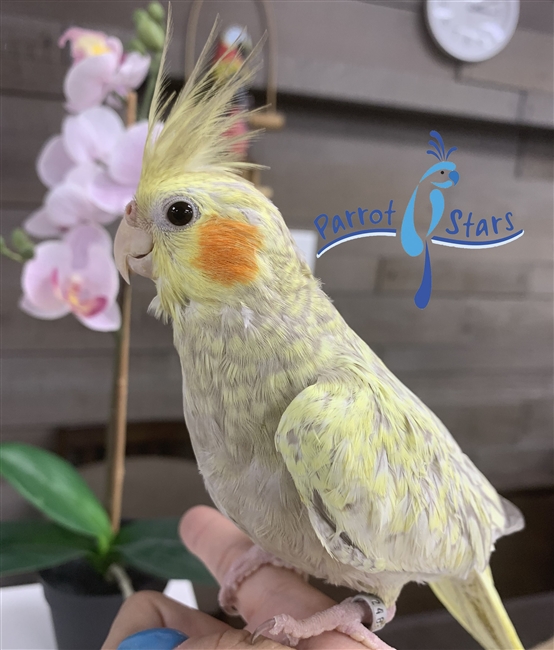 Cockatiel - Cinnamon Pearl - Female