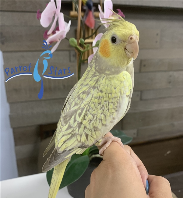 Cockatiel - Cinnamon Pearl - Female