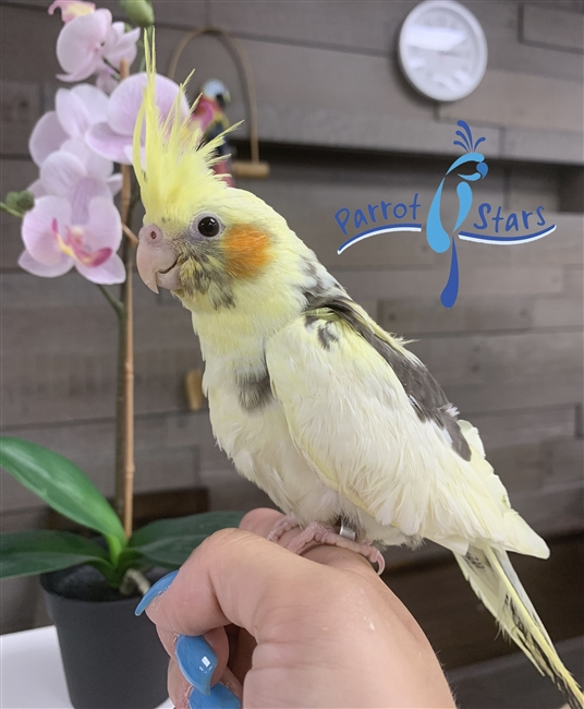 Cockatiel - Grey Pied - Female