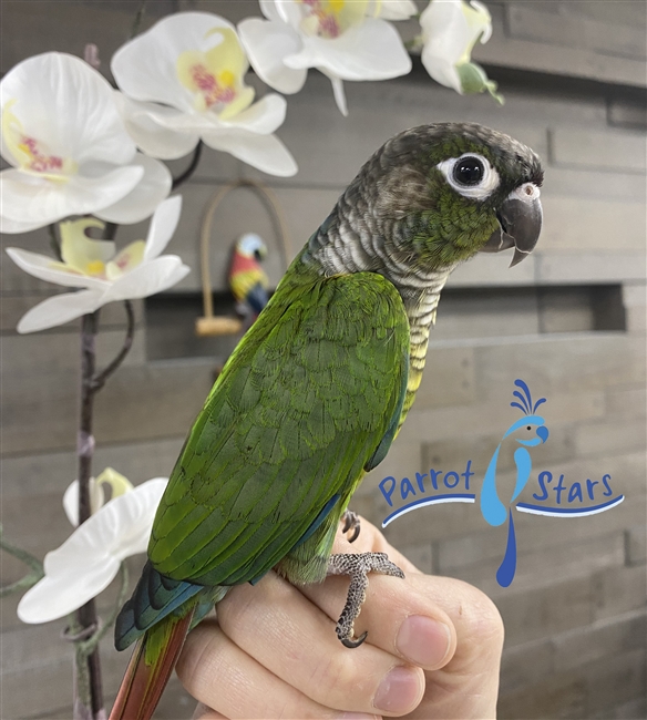 Green Cheek Conure - Normal - Male