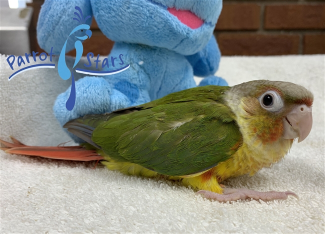 Green Cheek Conure - Pineapple - Female