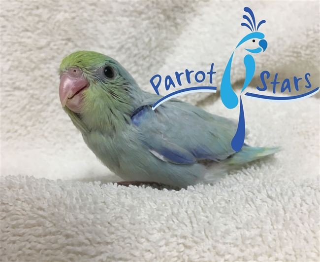 Parrotlet - American Turquoise - Male