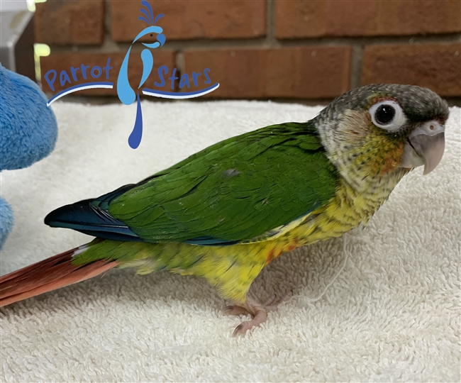 Green Cheek Conure - Yellow Side - Female