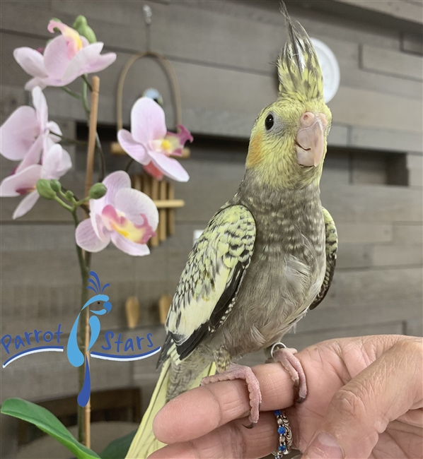 Cockatiel - Grey Pied - Female