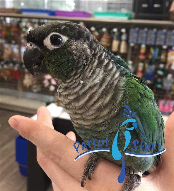 Green Cheek Conure - Turquoise