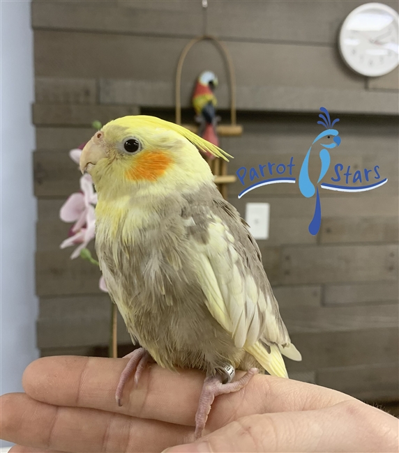 Cockatiel - Cinnamon Pied - Male