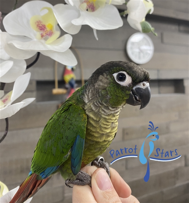 Green Cheek Conure - Normal - Male