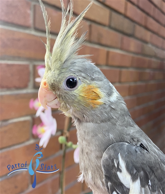 Cockatiel - Grey - Male