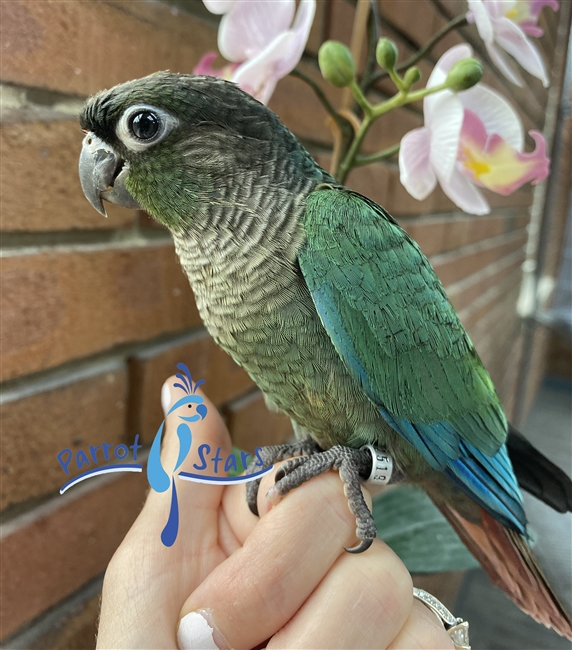 Green Cheek Conure - Turquoise - Male