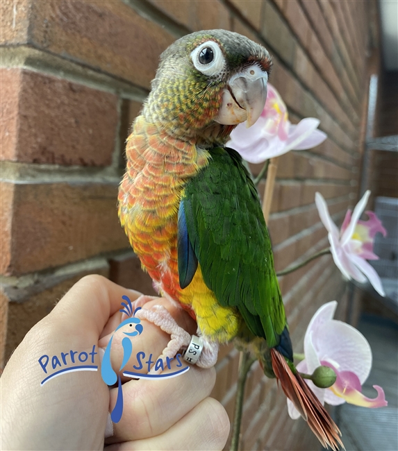 Green Cheek Conure - Yellow Side - Male