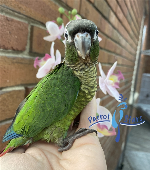 Green Cheek Conure - Normal - Male