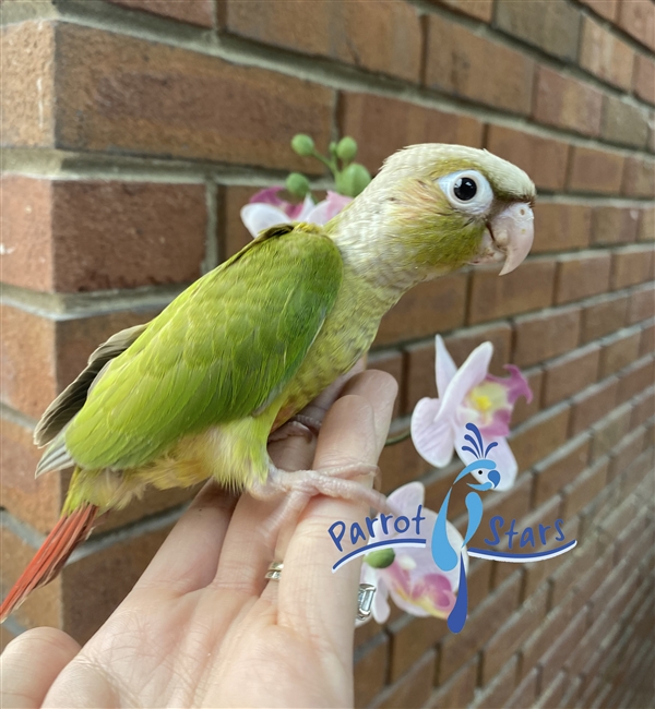 Green Cheek Conure - Cinnamon - Male