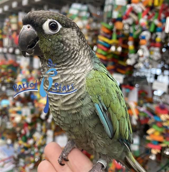 Green Cheek Conure - Turquoise