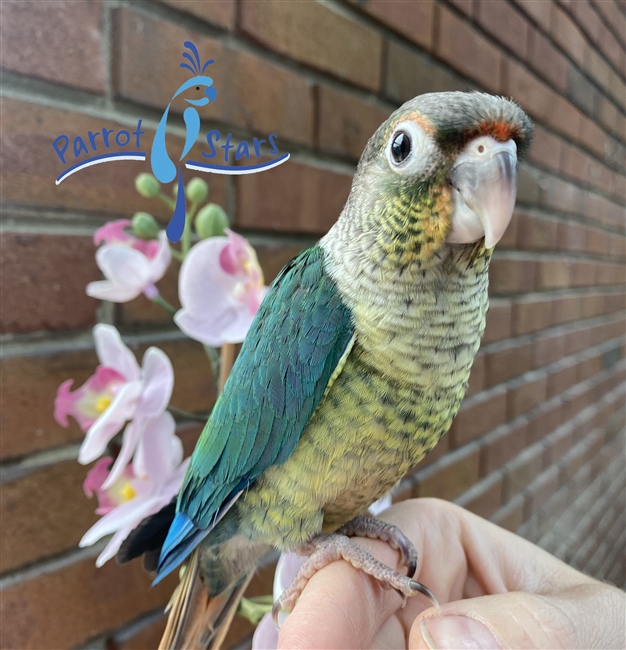 Green Cheek Conure - Turquoise Yellow Side - Male