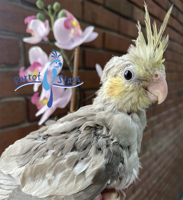 Cockatiel - Cinnamon - Male